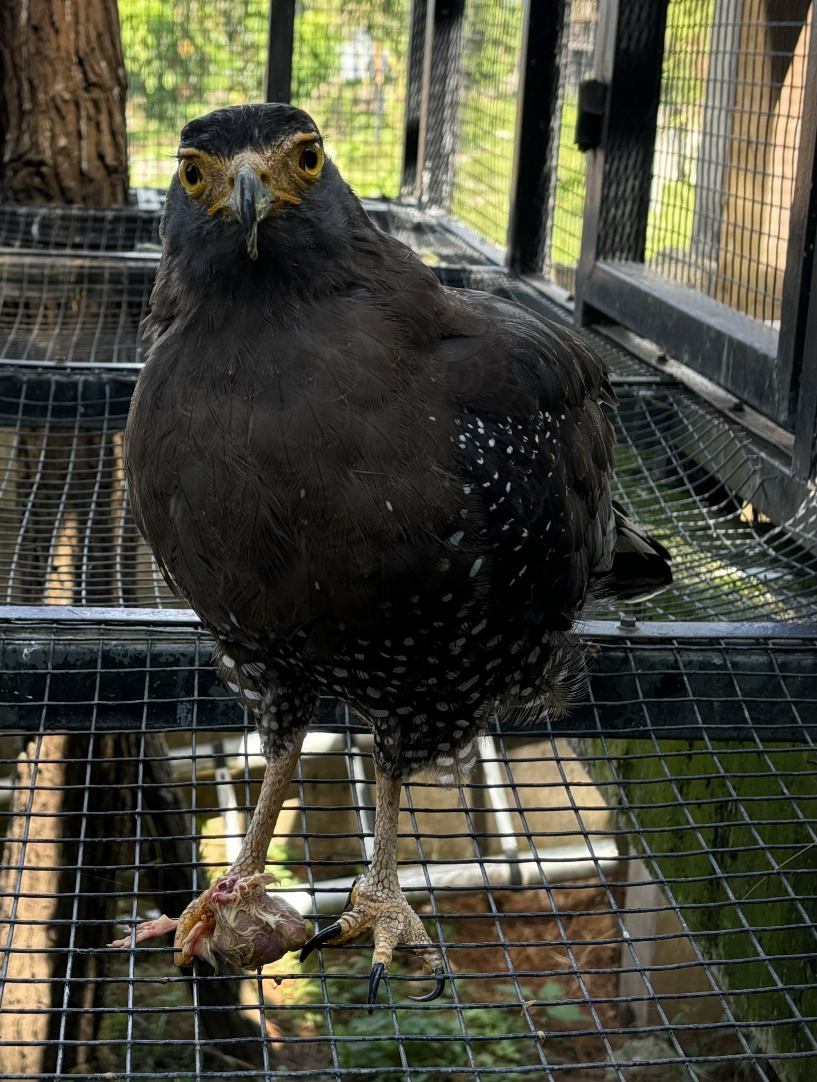 Crested Serpent Eagle