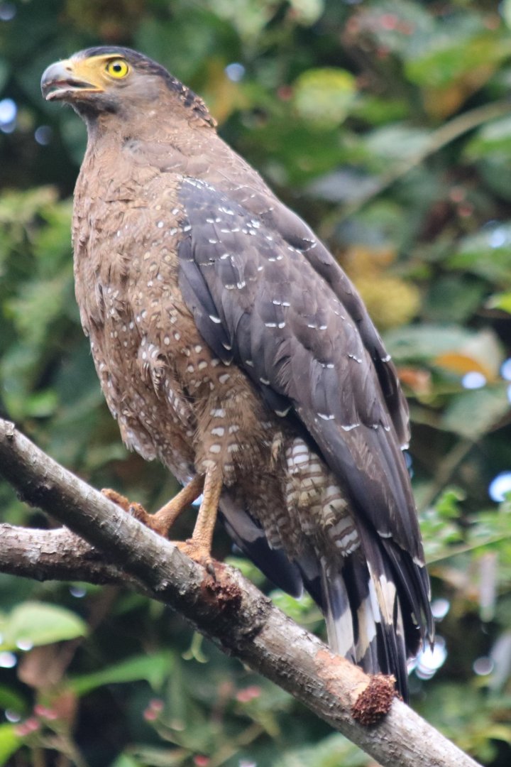 Crested Serpent Eagle