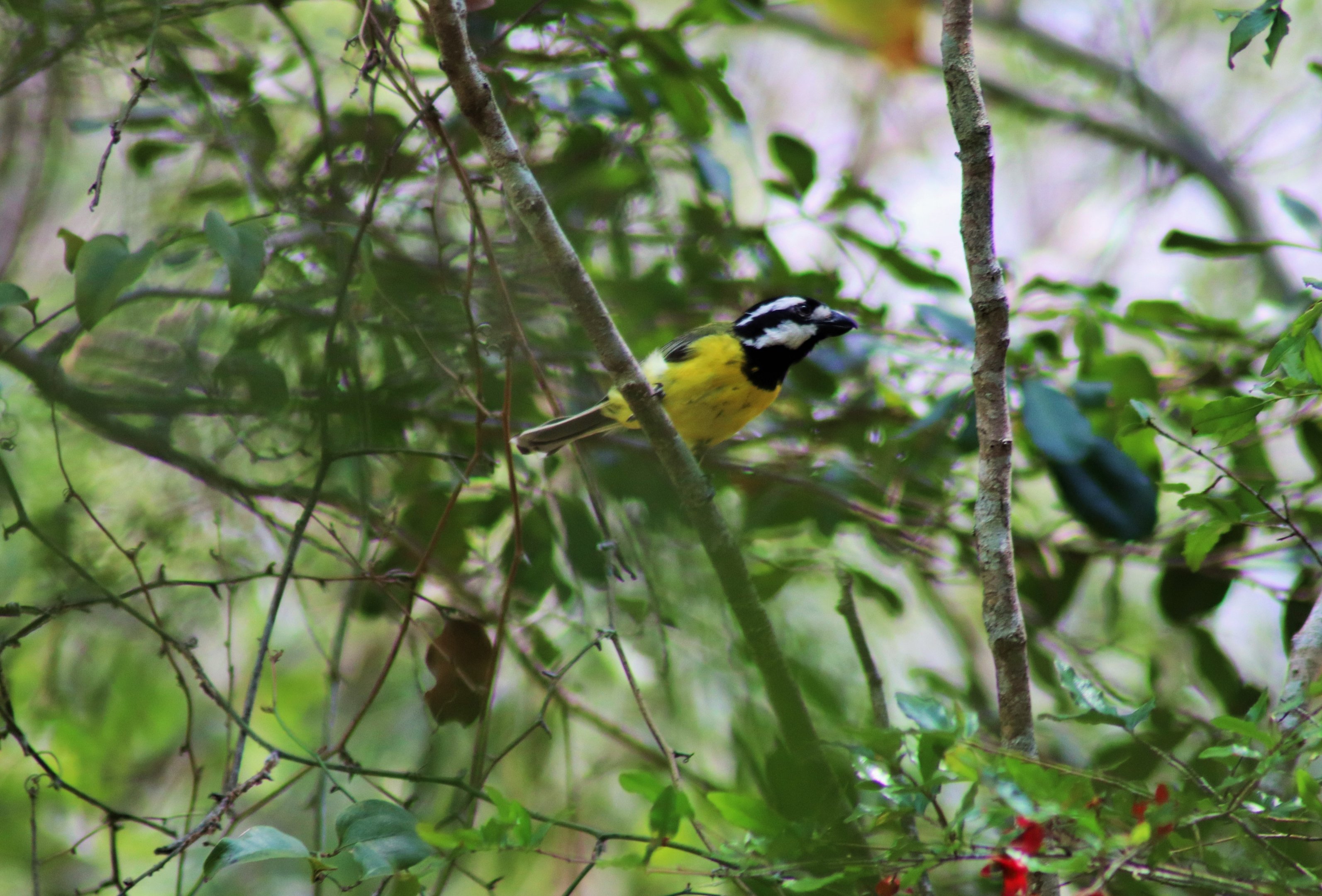 Crested Shrike-tit (Falcunculus frontatus)