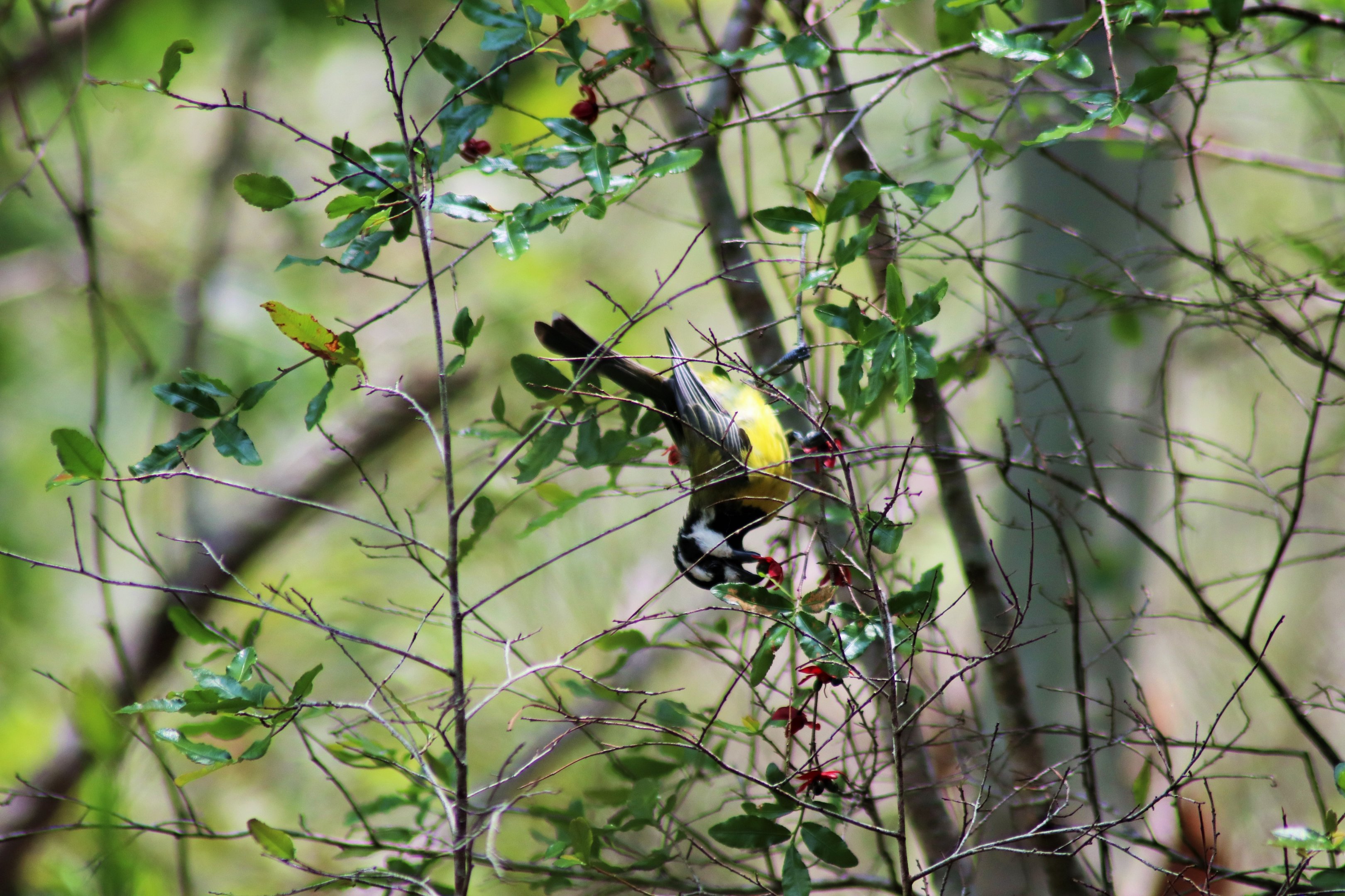Crested Shrike-tit (Falcunculus frontatus)