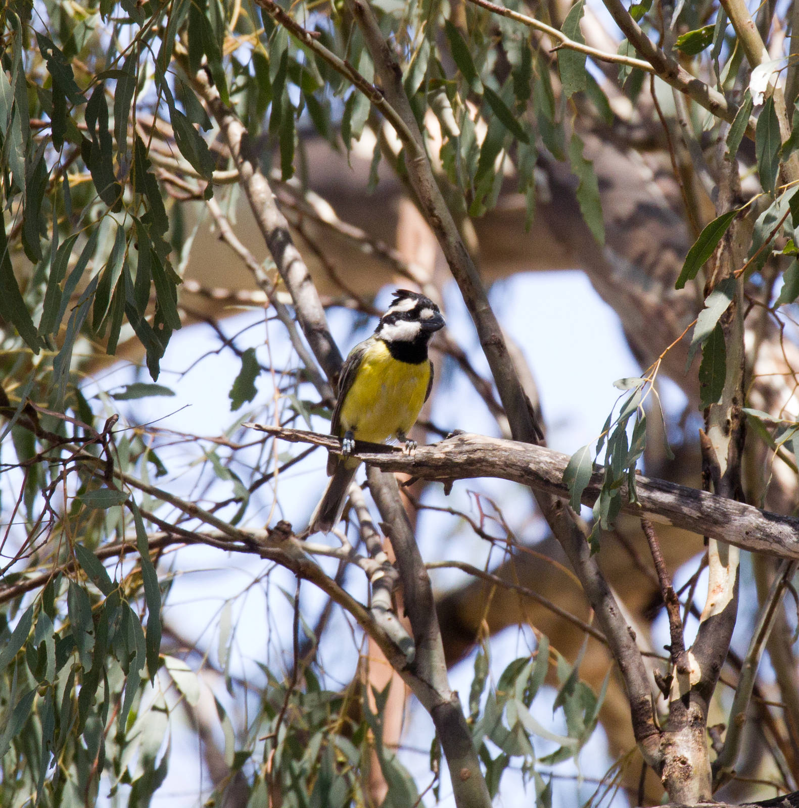 Crested Shrike-tit