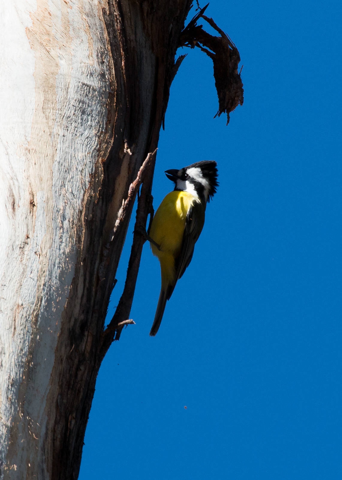 Crested Shrike-Tit