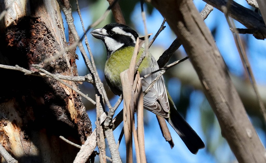 Crested Shrike-tit