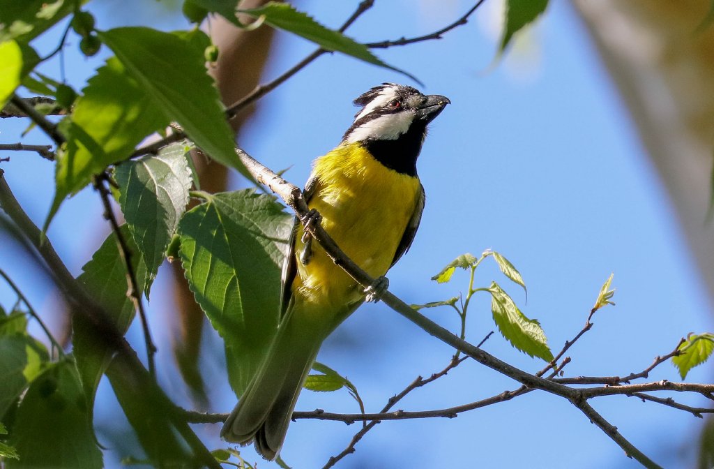 Crested Shrike-tit
