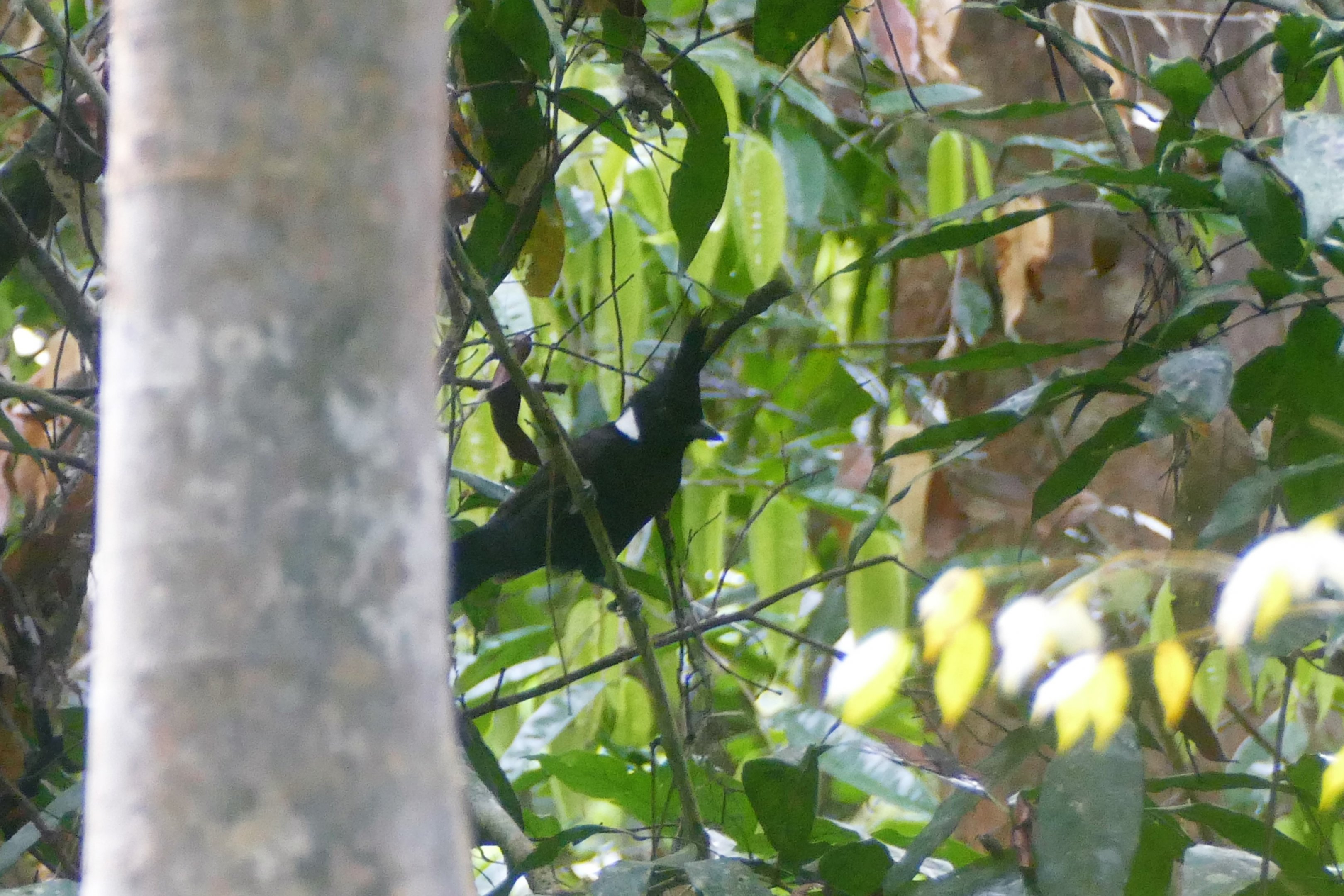 Crested Shrikejay - Taman Negara