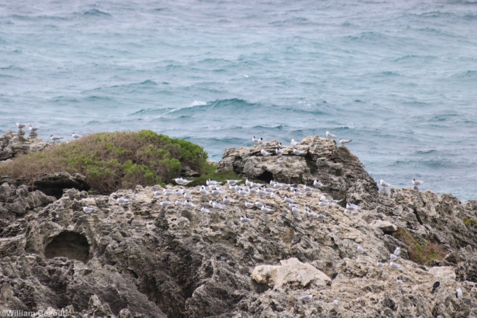Crested Tern Colony - Rottnest Island