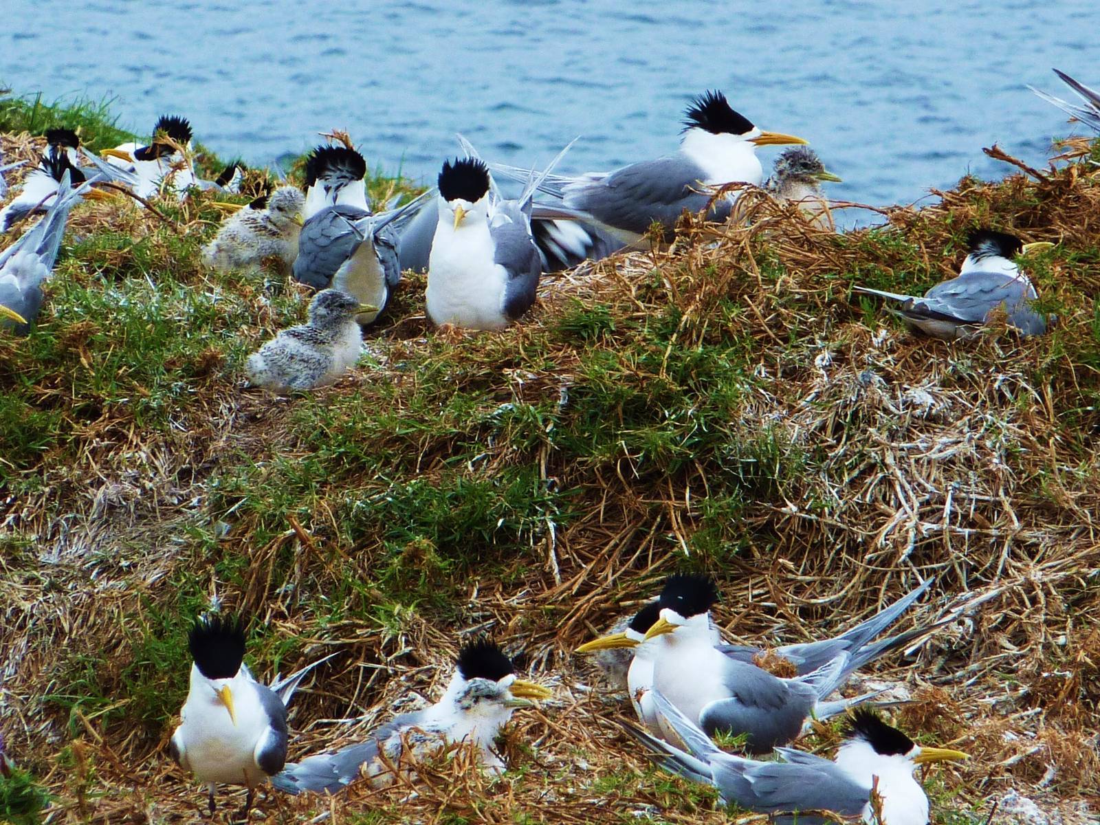 Crested Tern colony with chicks, Montague Island nr Narooma, NSW