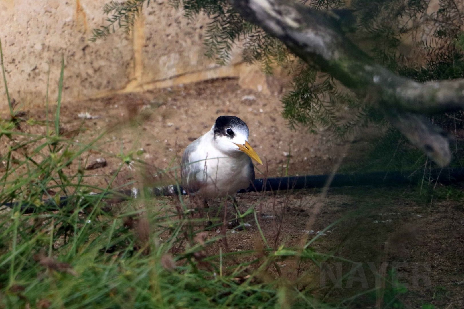 Crested tern, June 2016