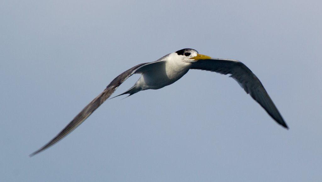 Crested Tern (Thalasseus bergii)