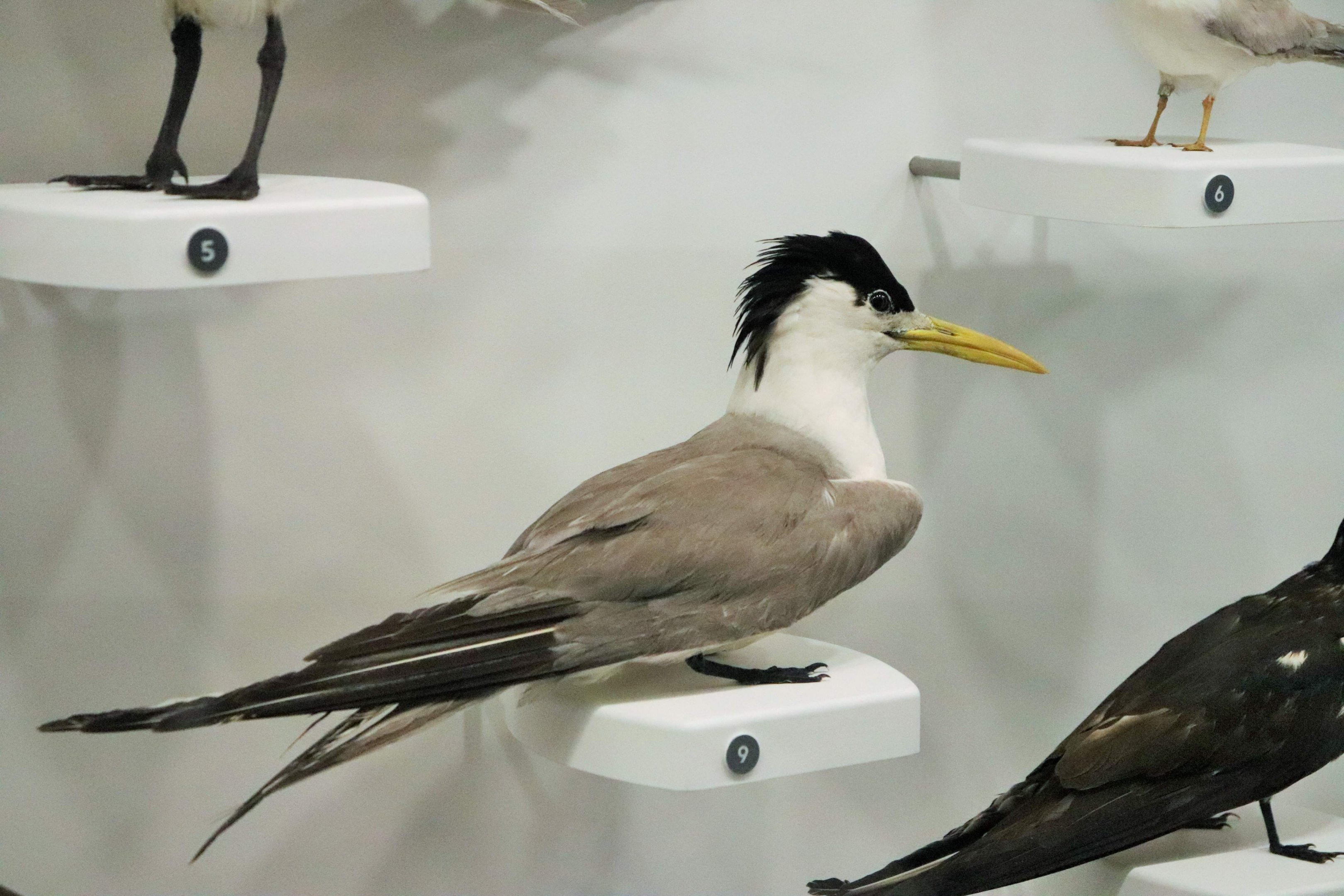 Crested Tern (Thalasseus bergii)
