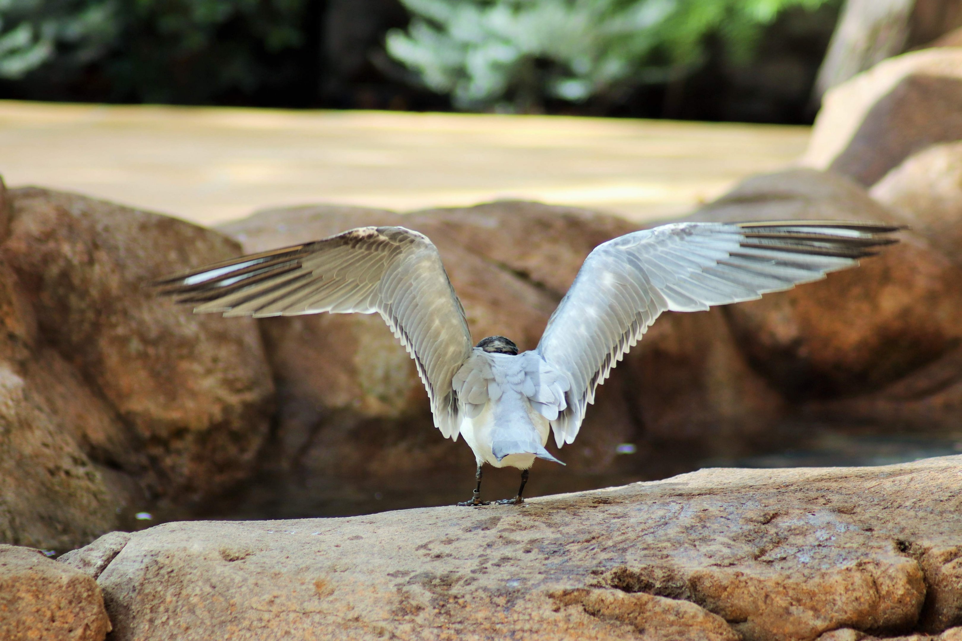 Crested Tern (Thalasseus bergii)