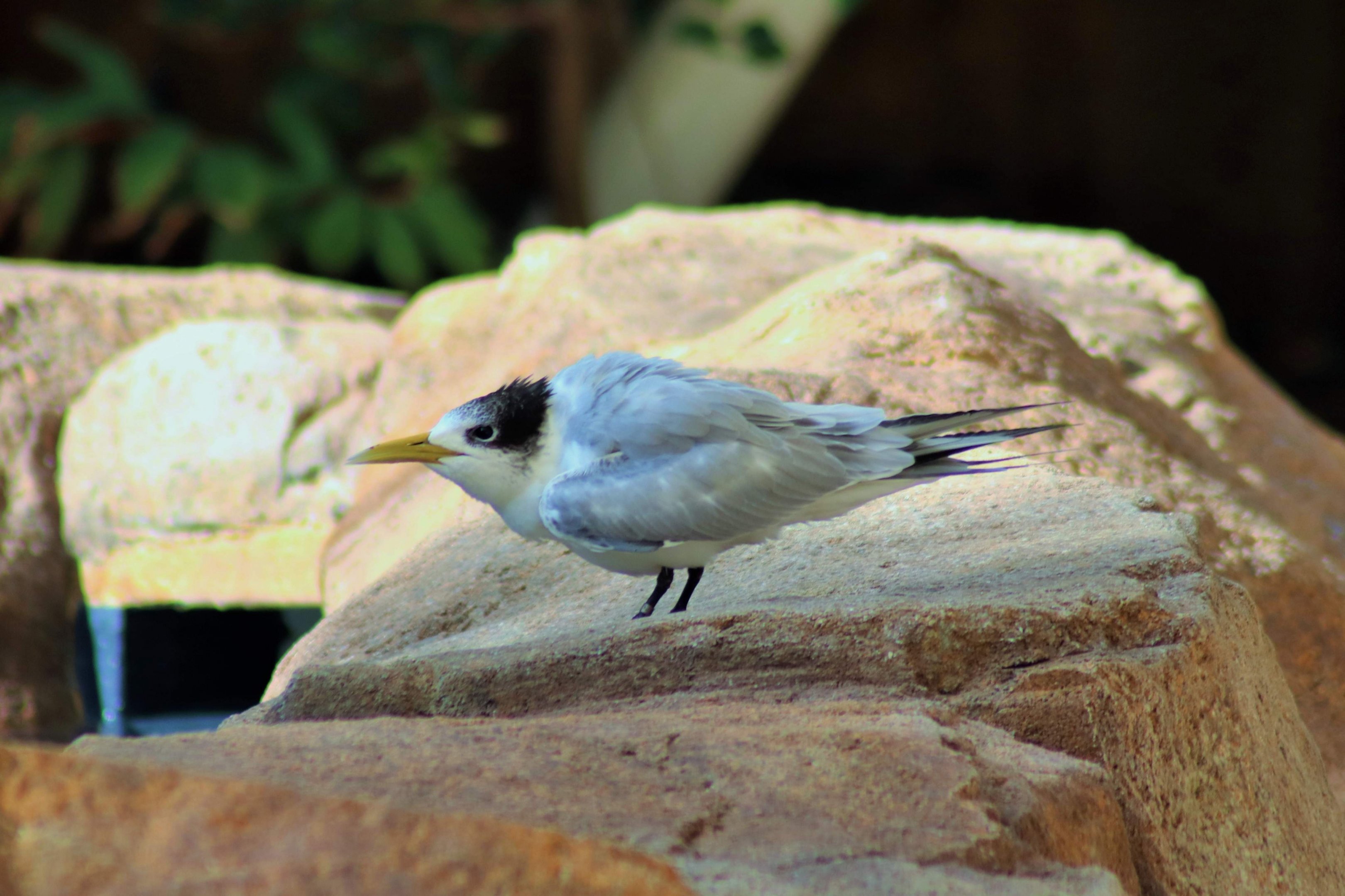 Crested Tern (Thalasseus bergii)