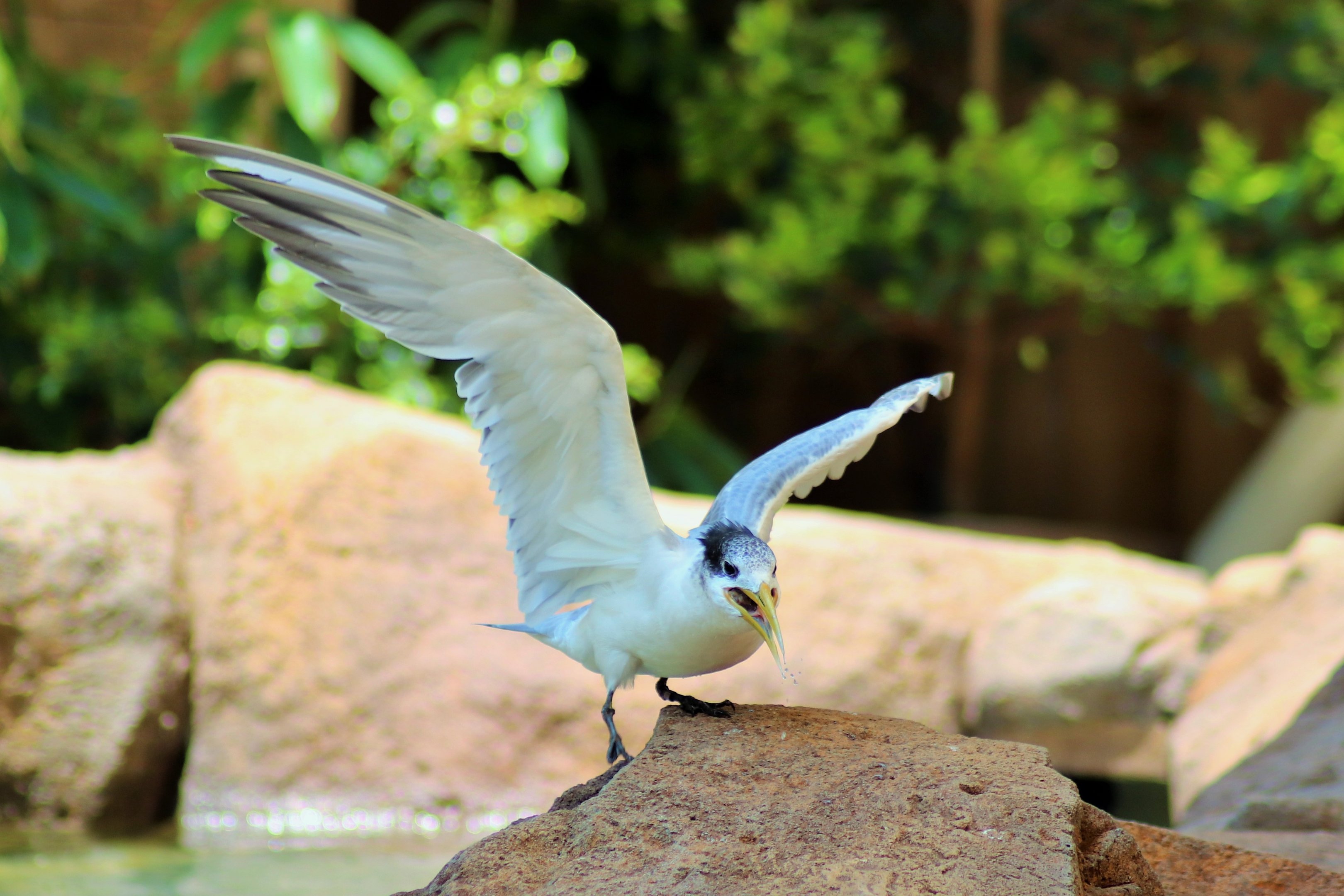 Crested Tern (Thalasseus bergii)