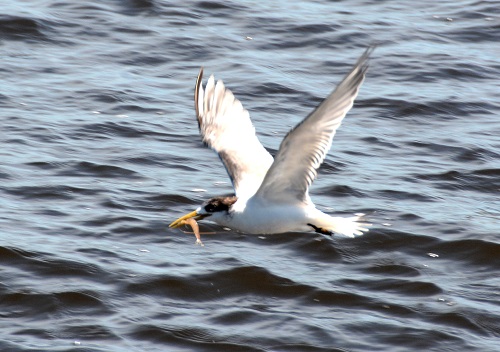 Crested tern with fish.