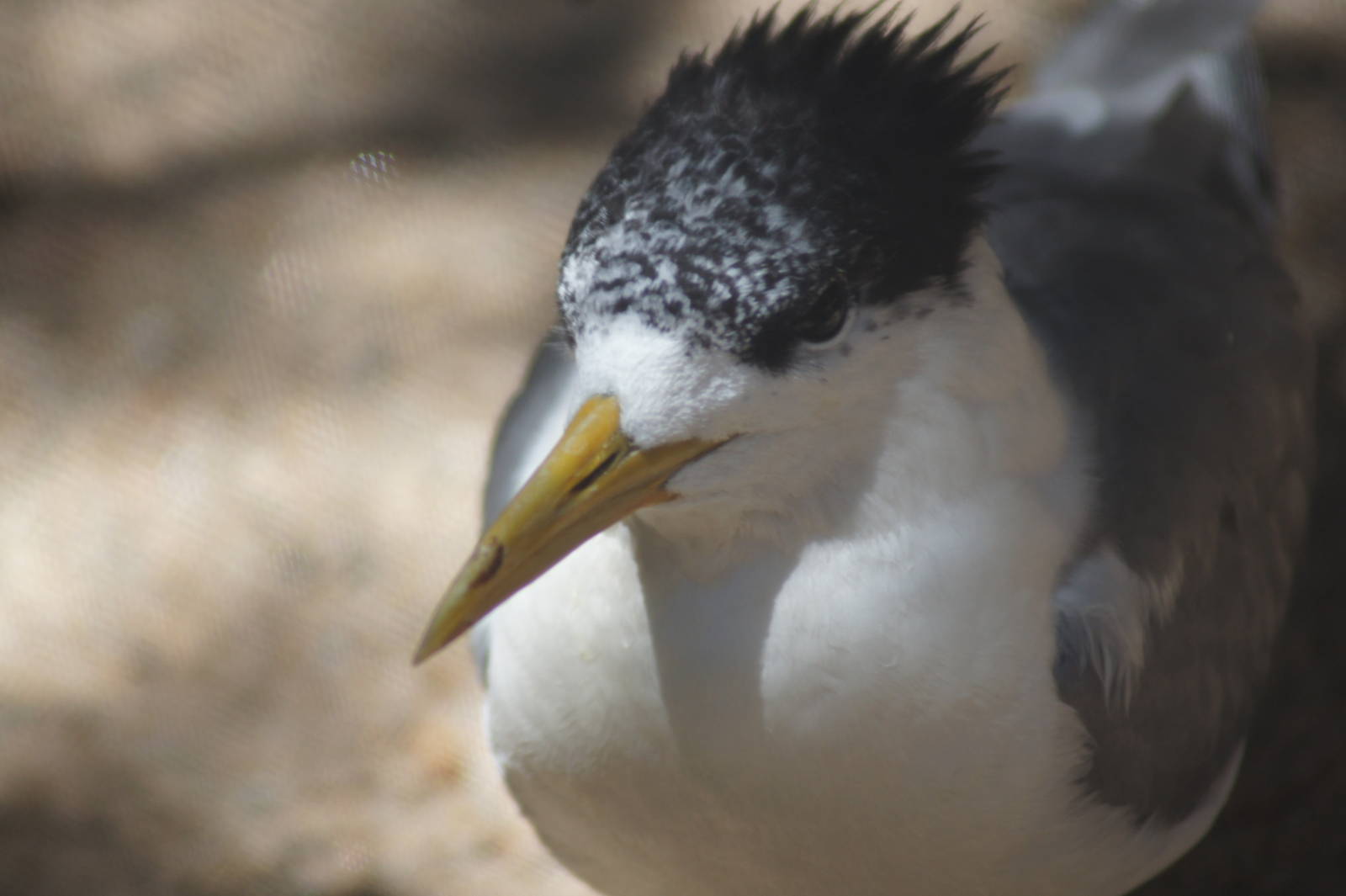 Crested tern