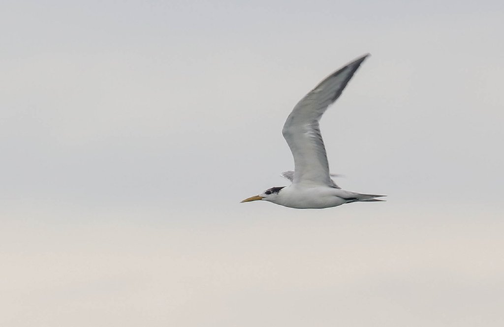 Crested Tern