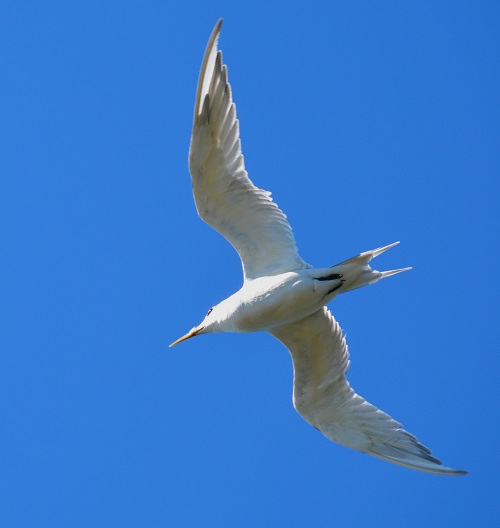 Crested tern.