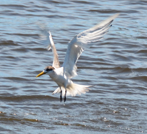 Crested tern.