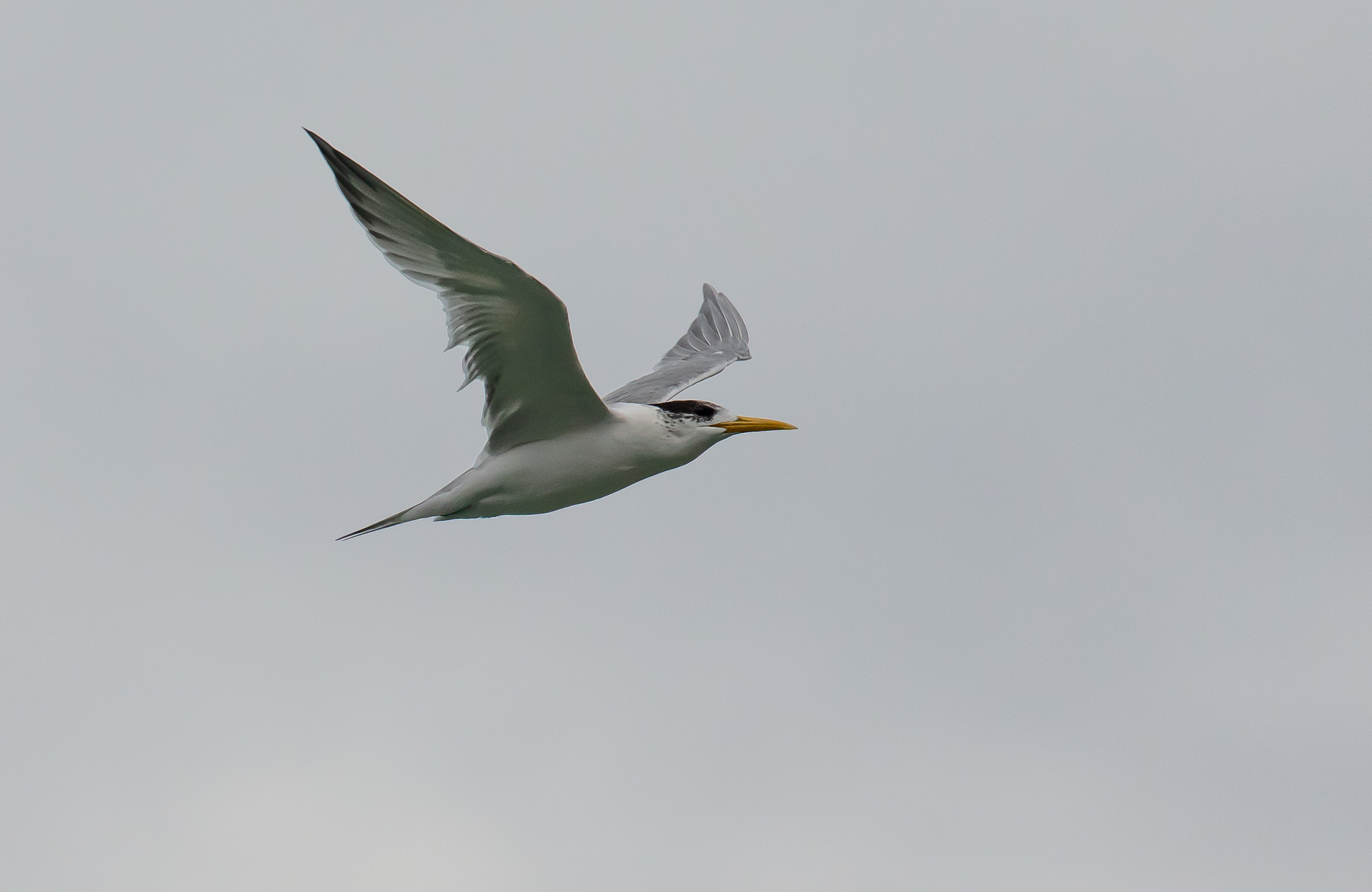 Crested Tern