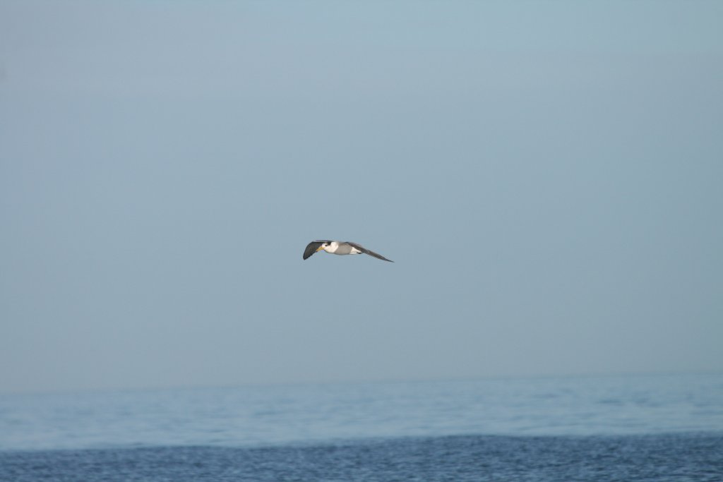 Crested Tern