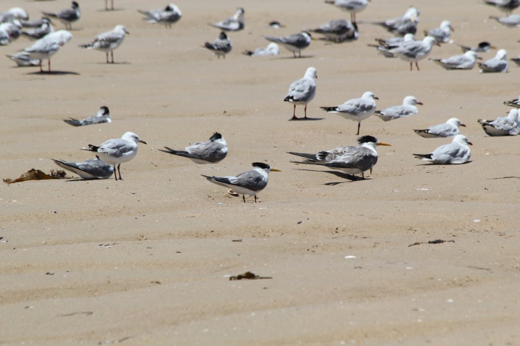 Crested Terns and Silver Gulls