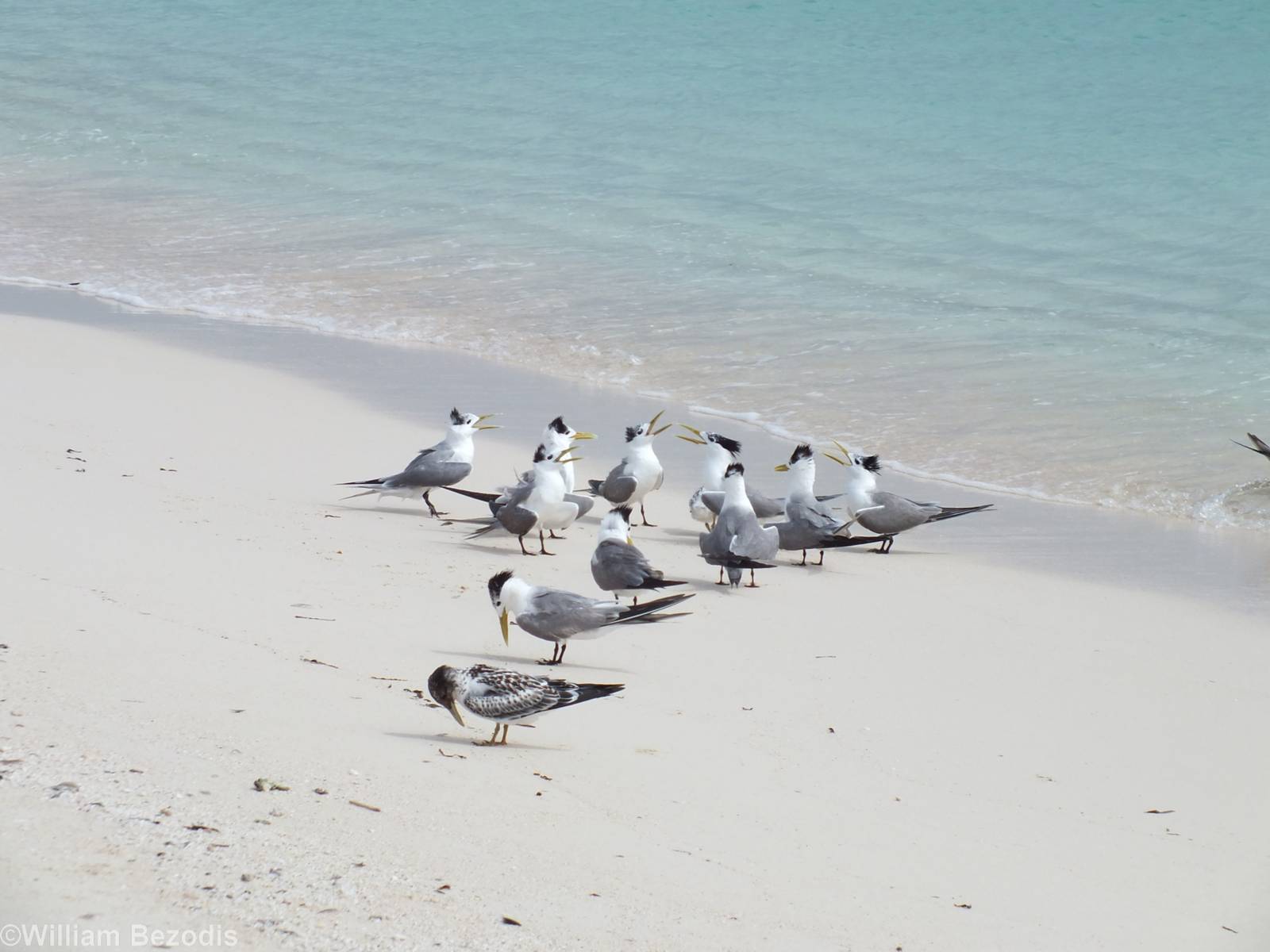 Crested Terns