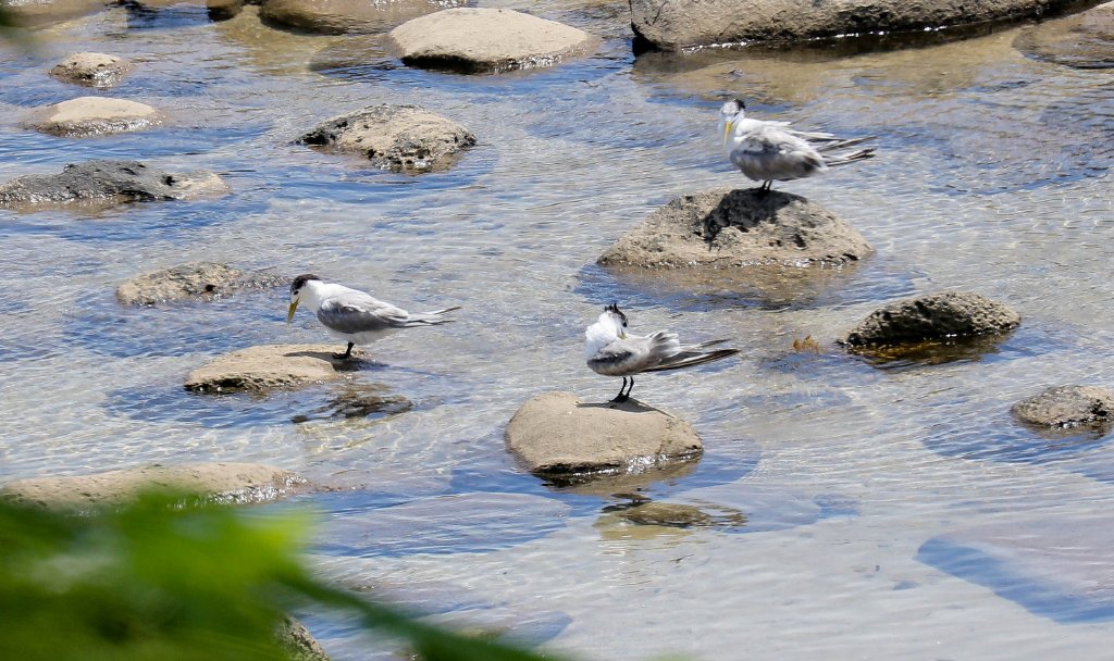 Crested Terns