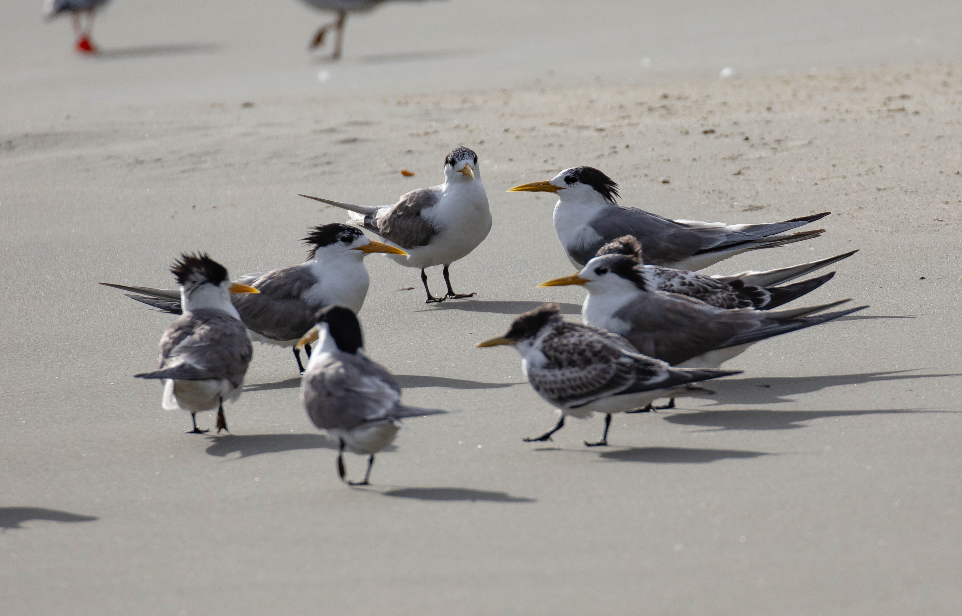 Crested Terns