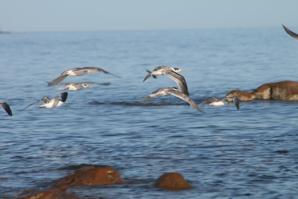 Crested Terns