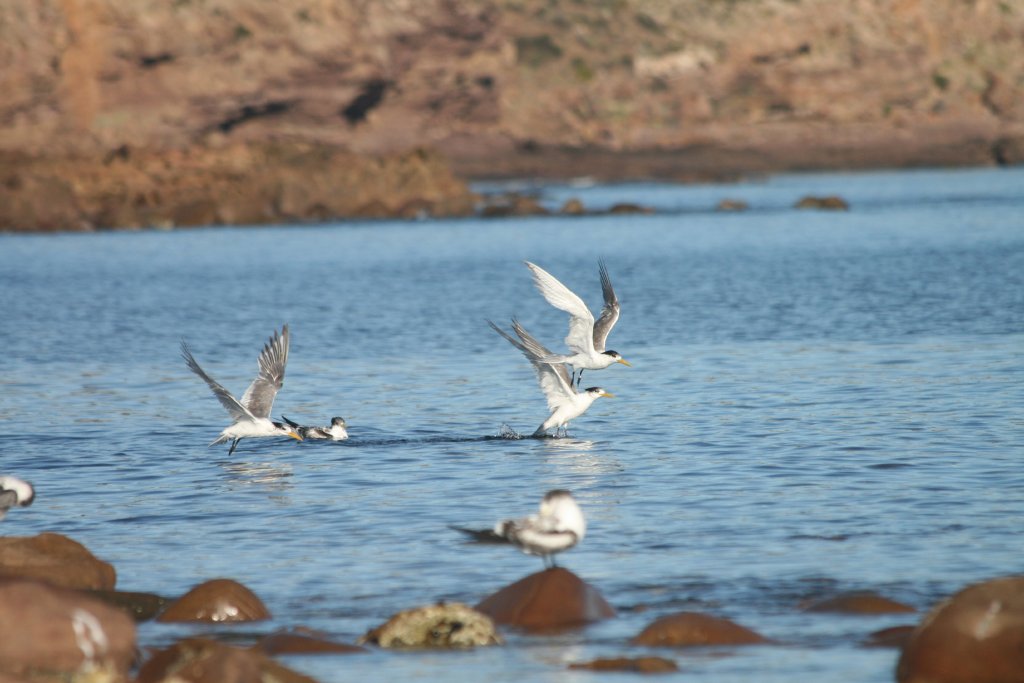 Crested Terns