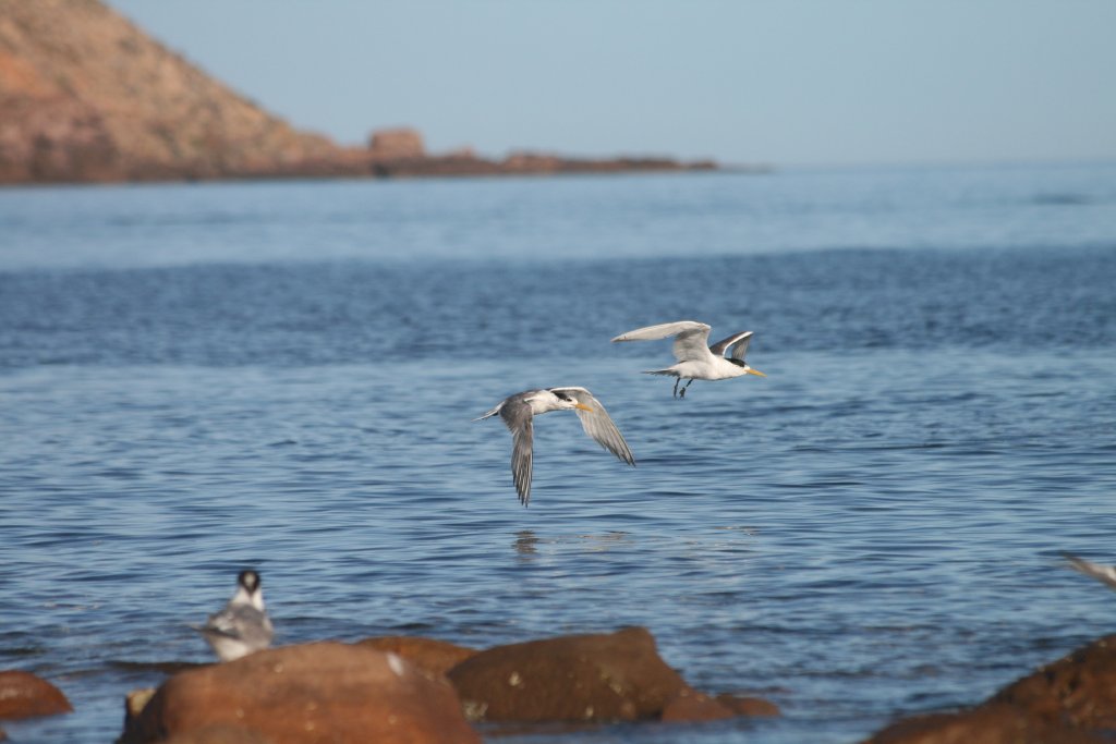 Crested Terns
