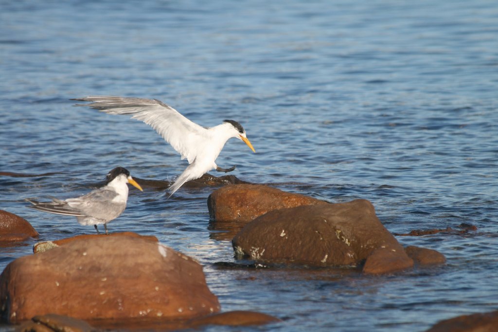 Crested Terns