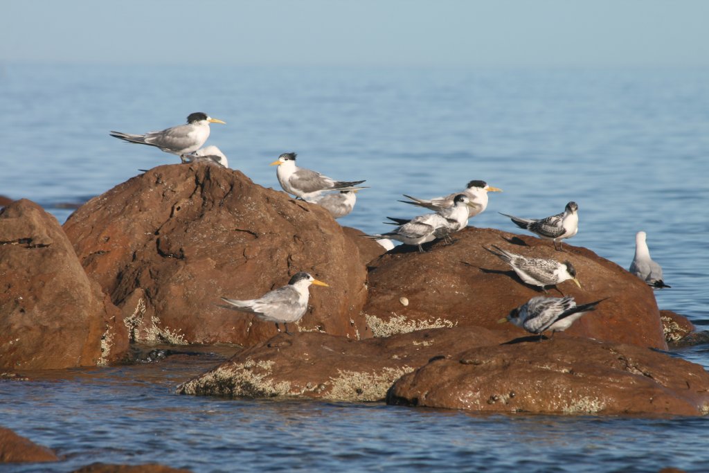 Crested Terns