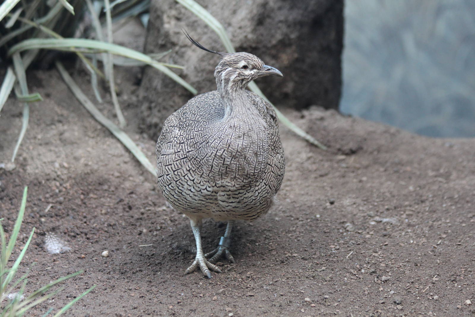Crested Tinamou - Apr 2014