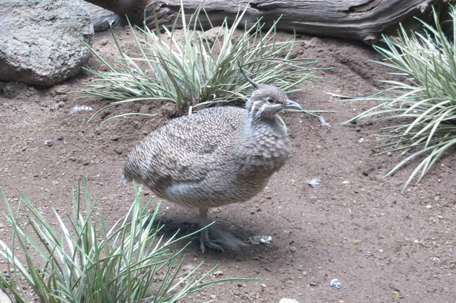 Crested Tinamou - World of Birds 031215