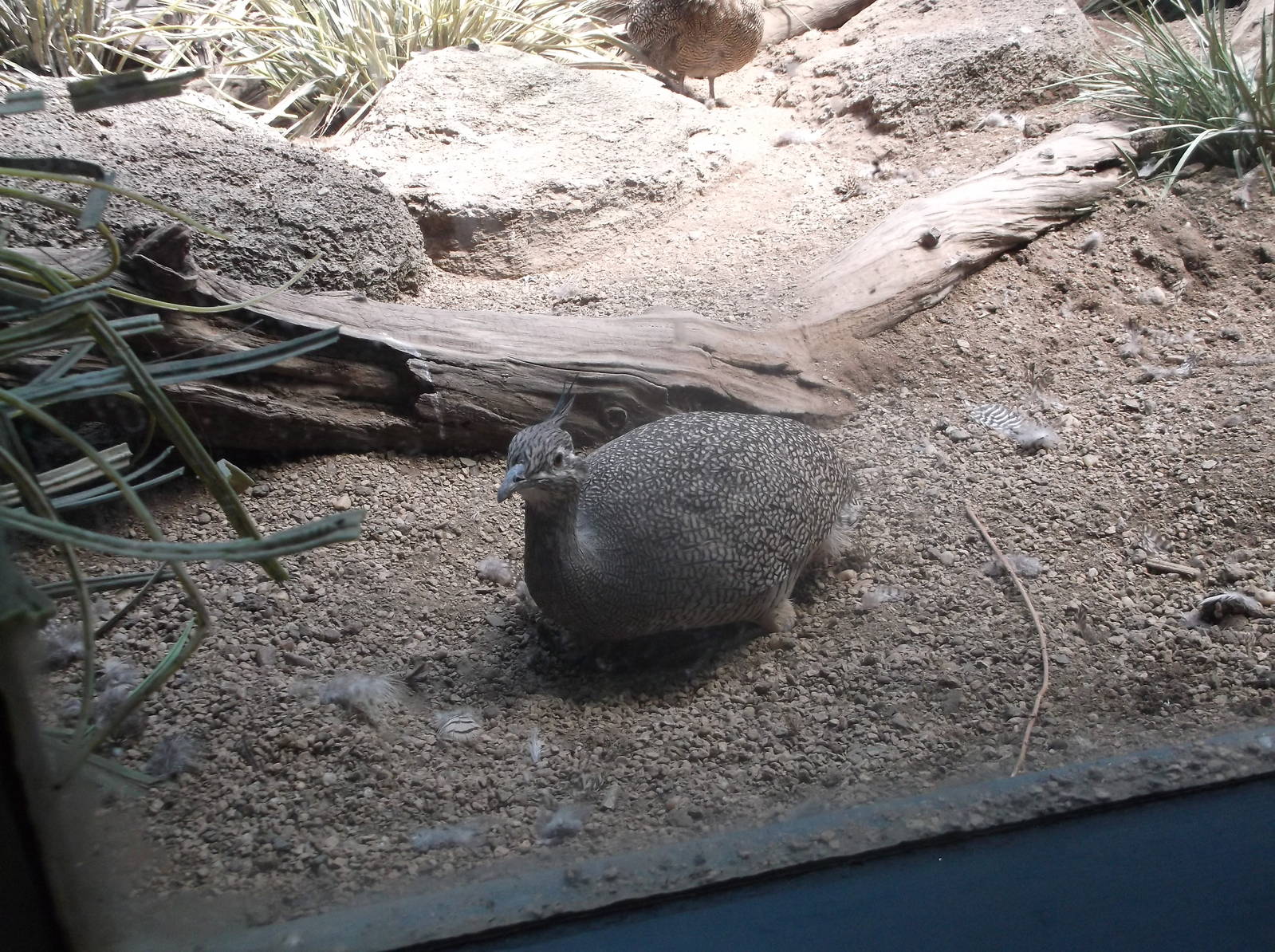 Crested Tinamou