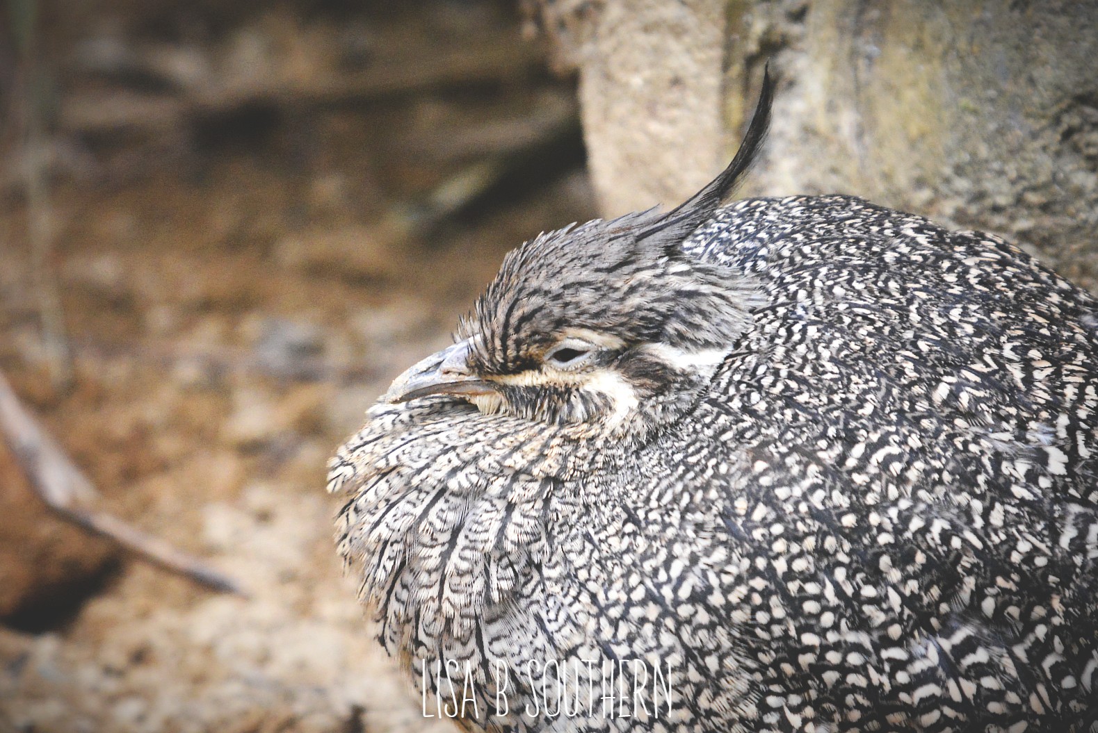 Crested Tinamou