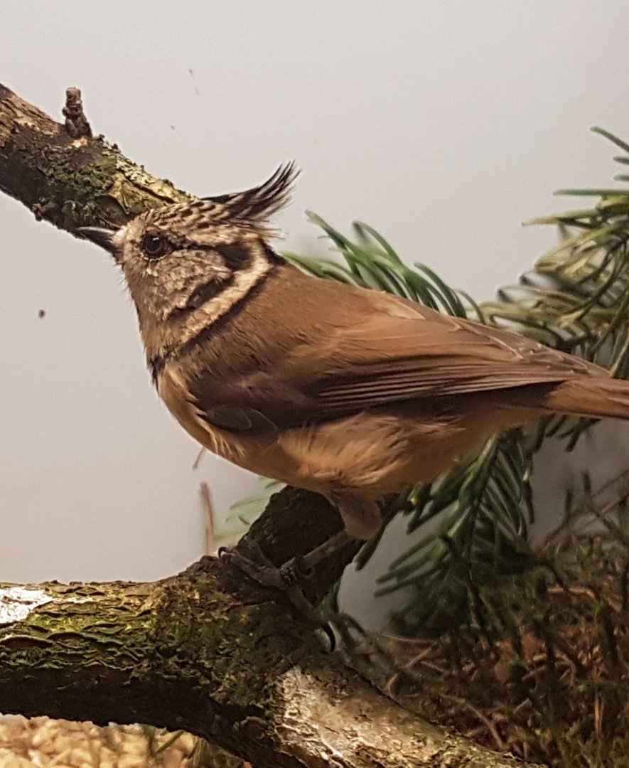 Crested tit