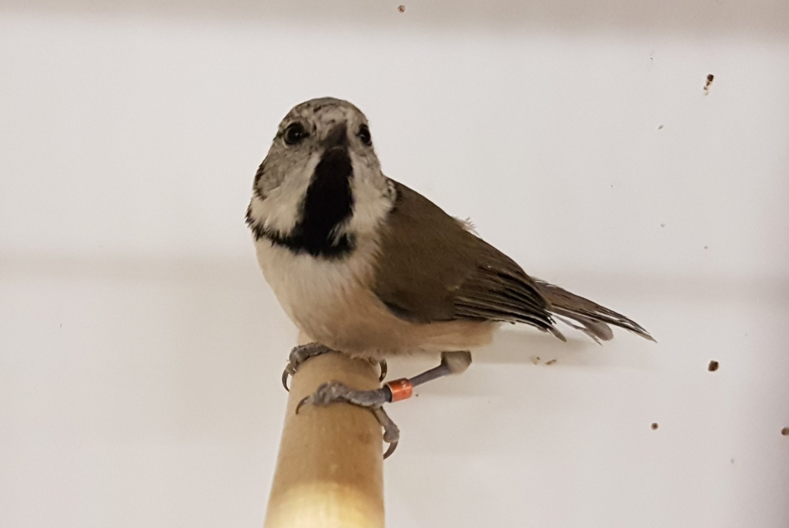 Crested tit