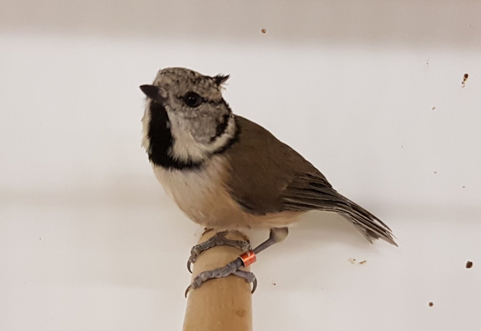 Crested tit