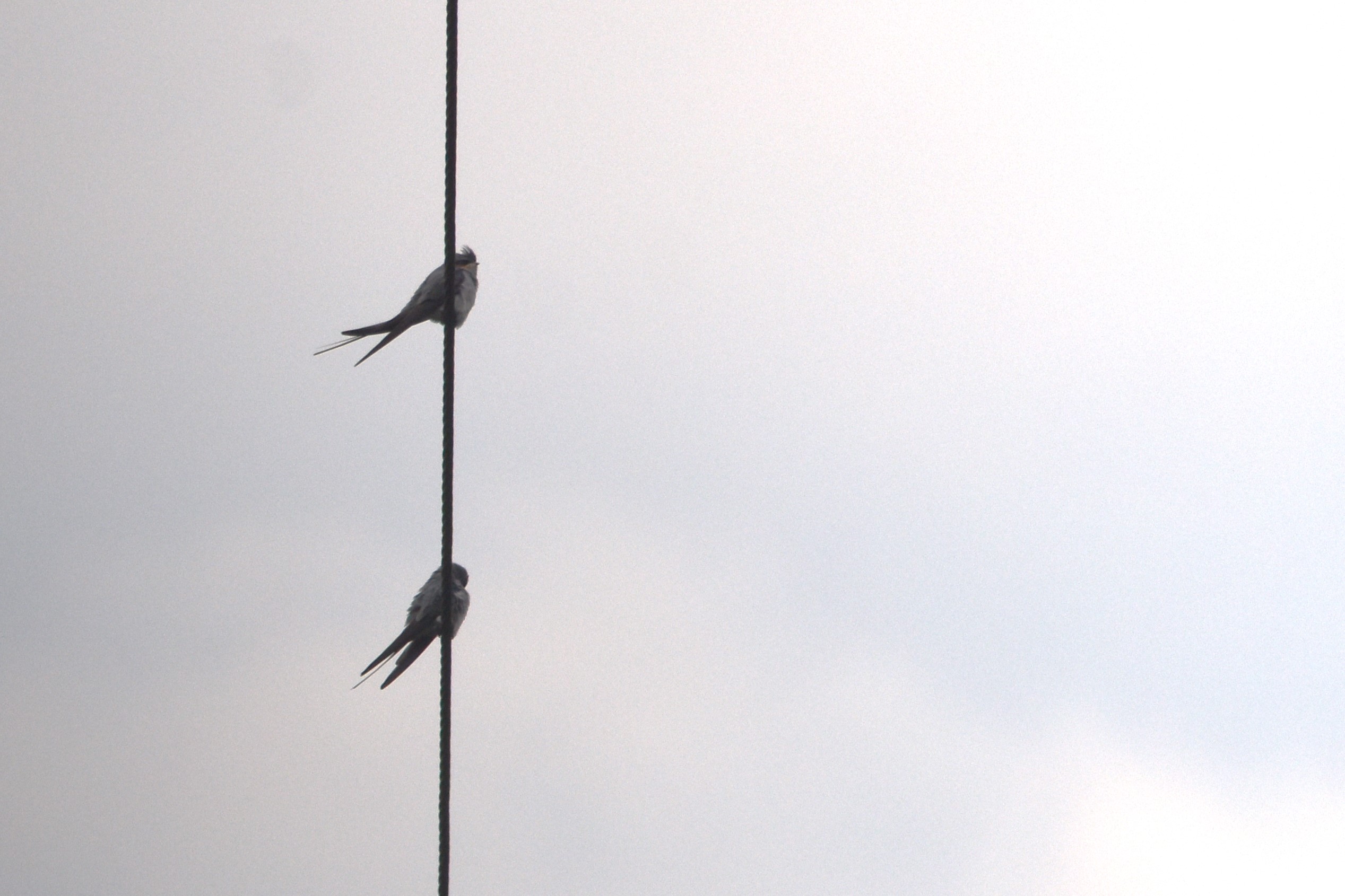 Crested Treeswifts, Nagarahole Tiger Reserve, 20th November 2024