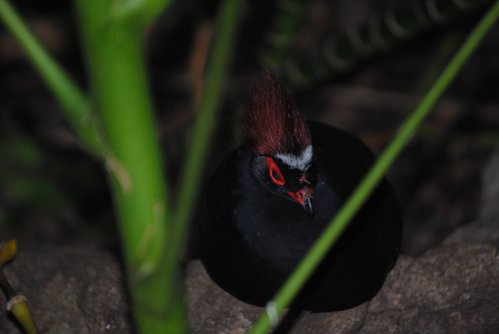 Crested Wood Partidge