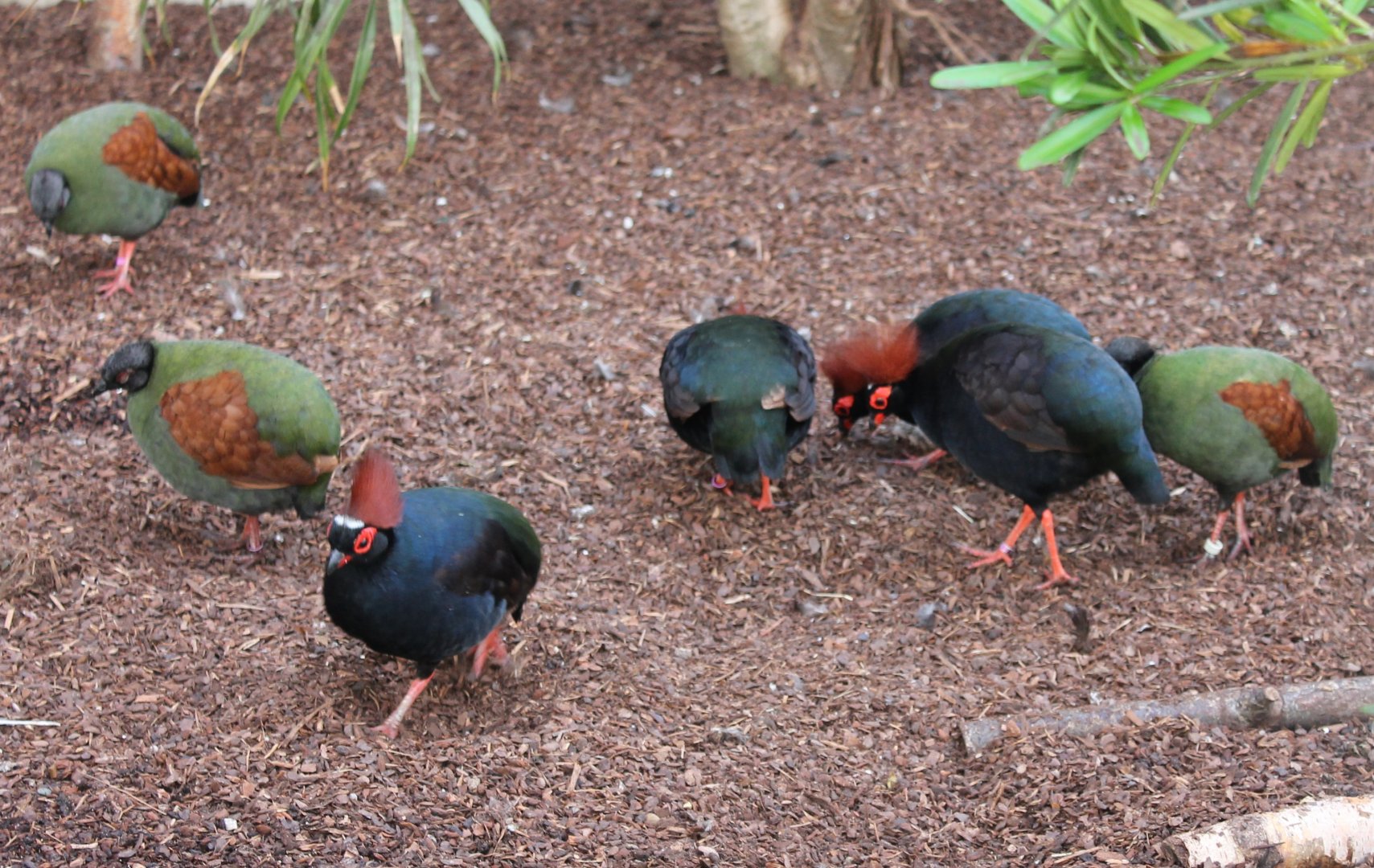 Crested wood-partidge