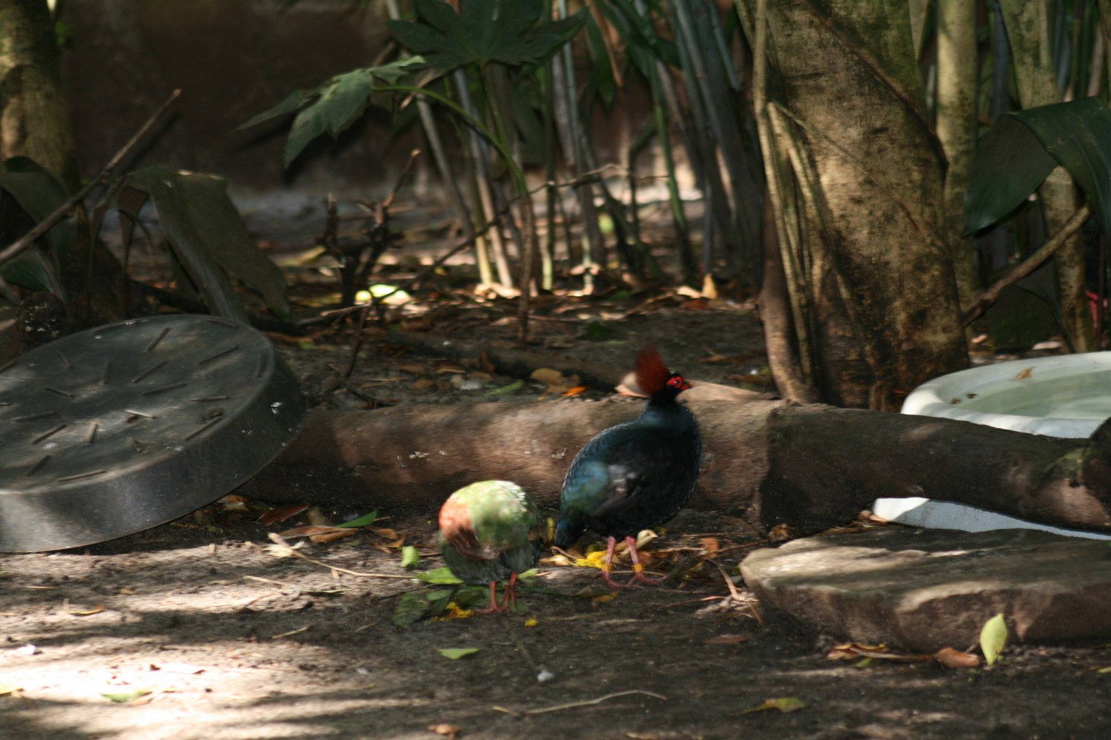 Crested Wood Partridge(20/2/25)