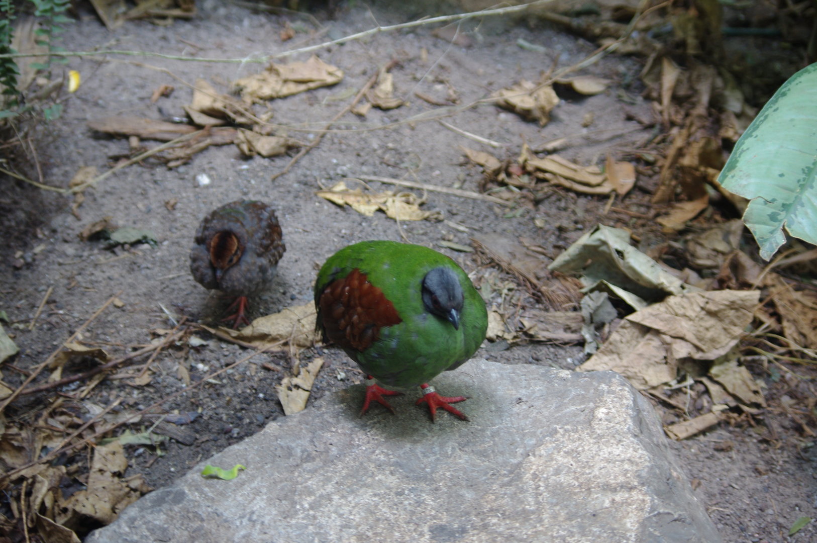 Crested Wood Partridge and chick- Monsoon Forest- 4/4/2023