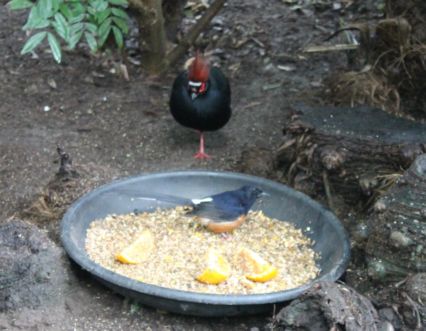 Crested wood-partridge and White-rumped shama
