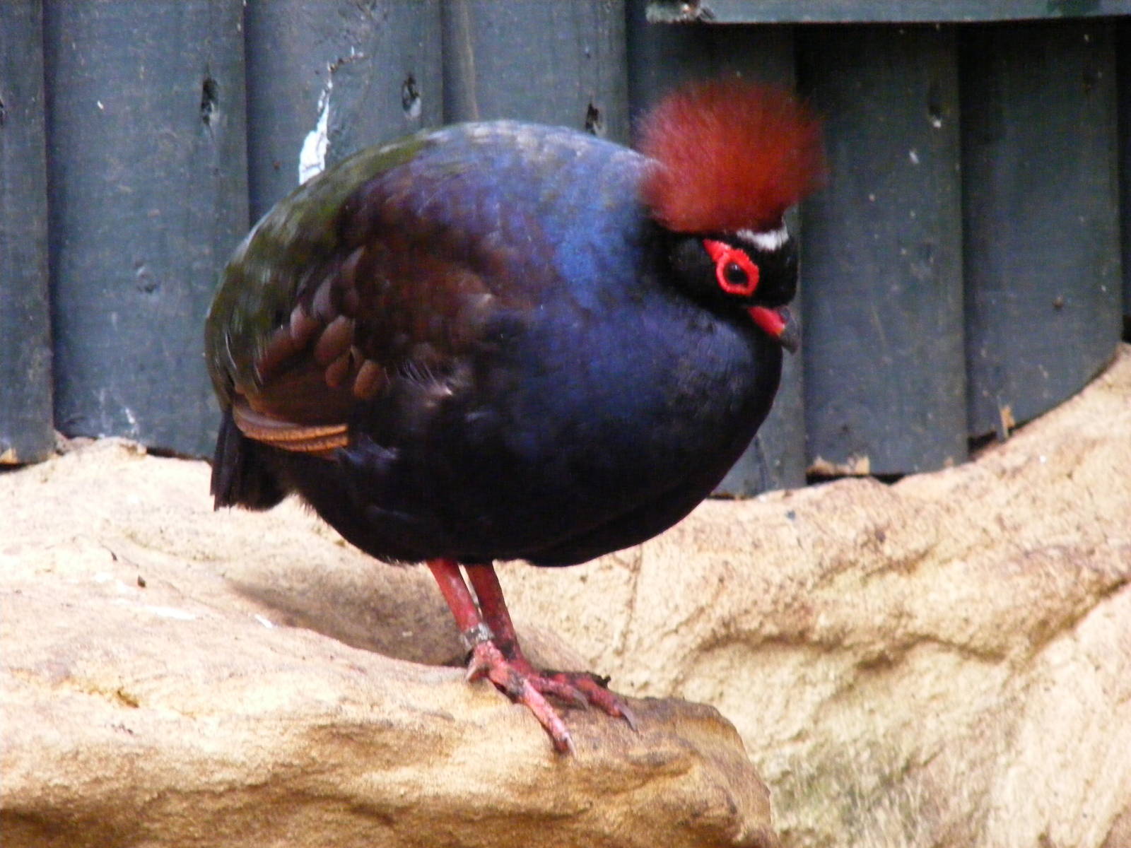 Crested wood partridge at Bristol Zoo, 1 August 2010