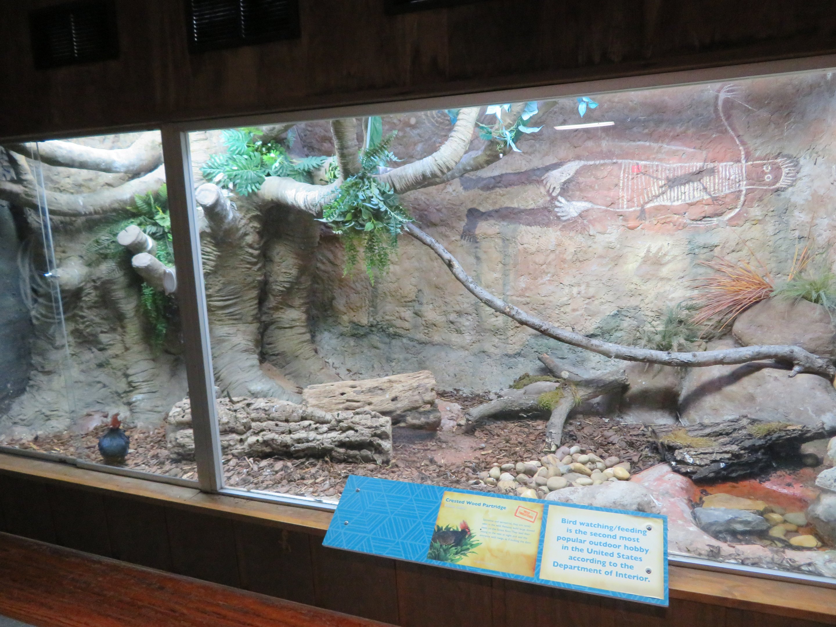 Crested Wood Partridge Exhibit