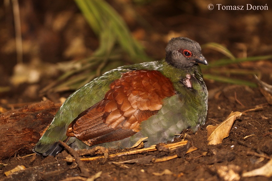 Crested Wood Partridge - female.