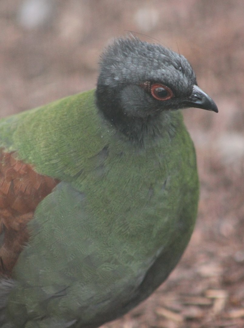 Crested wood-partridge Female